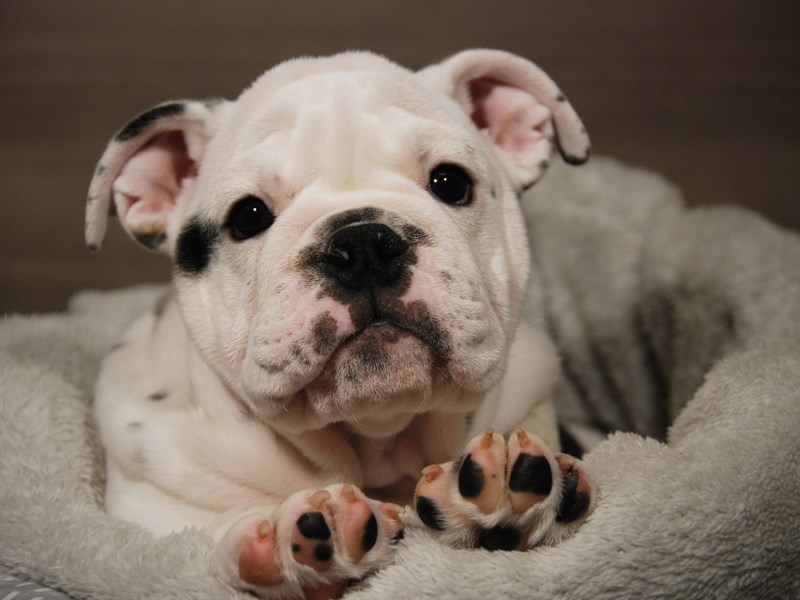 English Bulldog Dog Female White and Black 17896