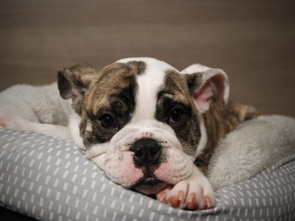 English Bulldog DOG Male Brindle and White 17897 Petland Iowa City, Iowa