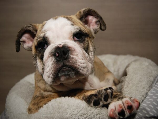 English Bulldog DOG Male Brindle 17898 Petland Iowa City, Iowa