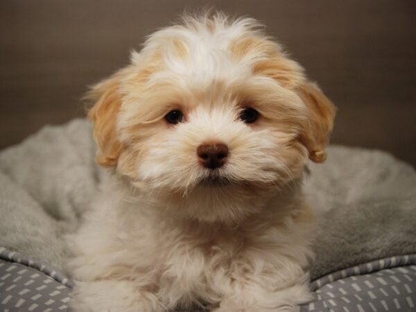 HavaPom-DOG-Male--17910-Petland Iowa City, Iowa