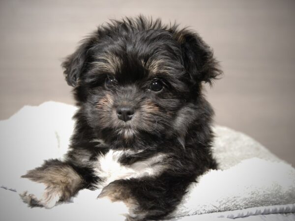 HavaPom DOG Female 17911 Petland Iowa City, Iowa