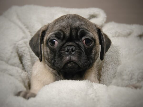 Pug DOG Female Fawn 17916 Petland Iowa City, Iowa