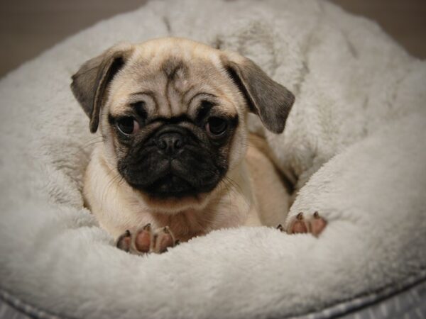 Pug DOG Female Fawn 17915 Petland Iowa City, Iowa