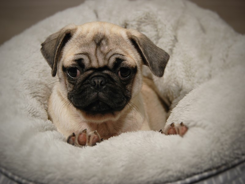 Pug Dog Female Fawn 17915