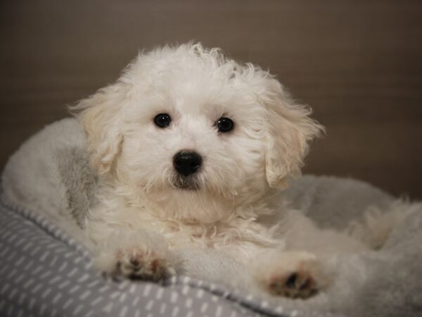 Bichon Frise DOG Male White 17914 Petland Iowa City, Iowa