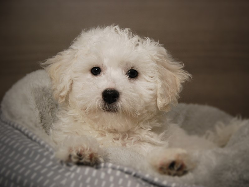 Bichon Frise Dog Male White 17914