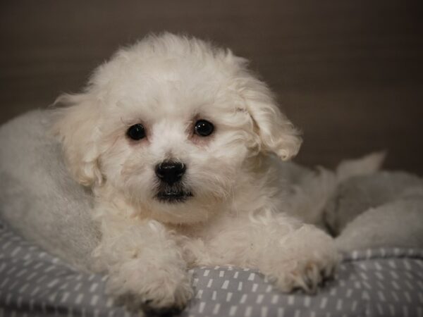 Bichon Frise DOG Female White 17913 Petland Iowa City, Iowa