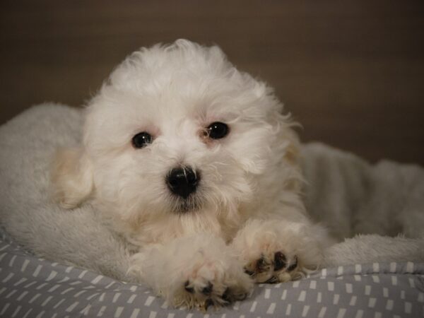 Bichon Frise DOG Male White 17912 Petland Iowa City, Iowa