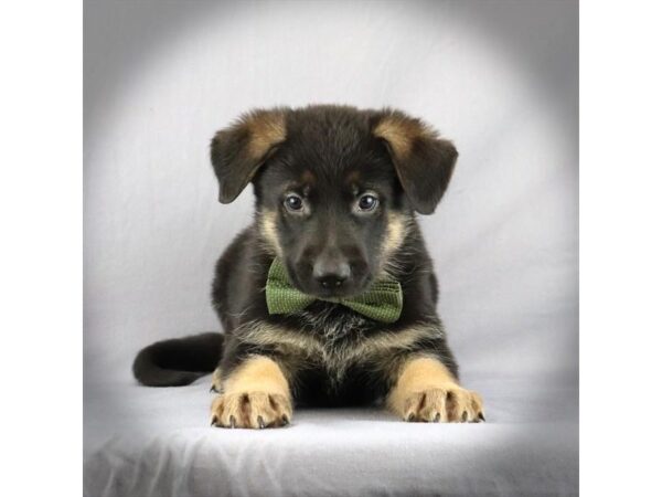 German Shepherd DOG Male Black / Tan 17920 Petland Iowa City, Iowa