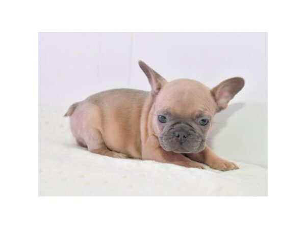 French Bulldog DOG Male Blue Fawn 17931 Petland Iowa City, Iowa