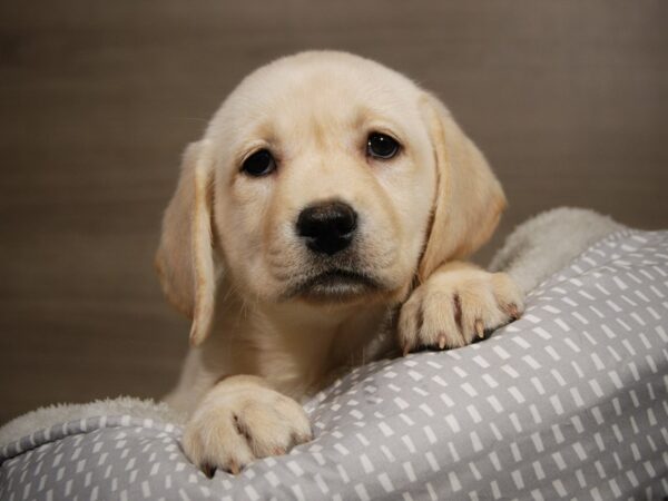 Labrador Retriever DOG Female Yellow 17918 Petland Iowa City, Iowa