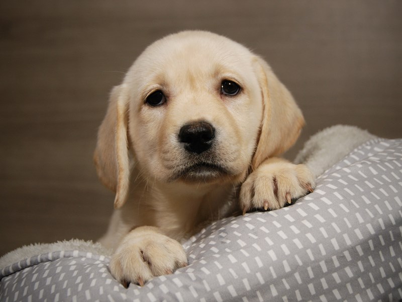 Labrador Retriever Dog Female Yellow 17918
