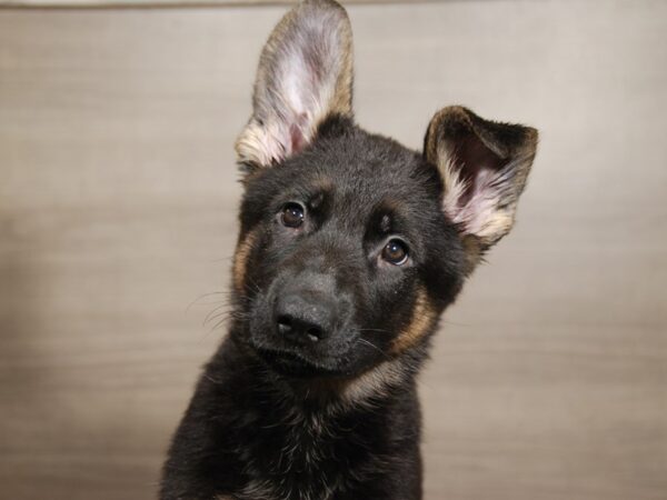 German Shepherd DOG Female Black / Tan 17919 Petland Iowa City, Iowa