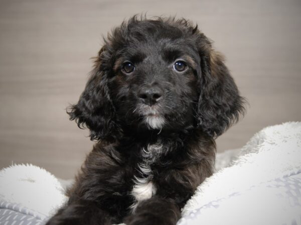 Goldendoodle Mini DOG Male Black 17922 Petland Iowa City, Iowa