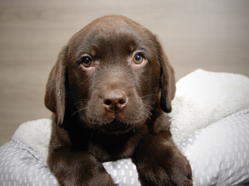 Labrador Retriever Dog Male Chocolate 17925