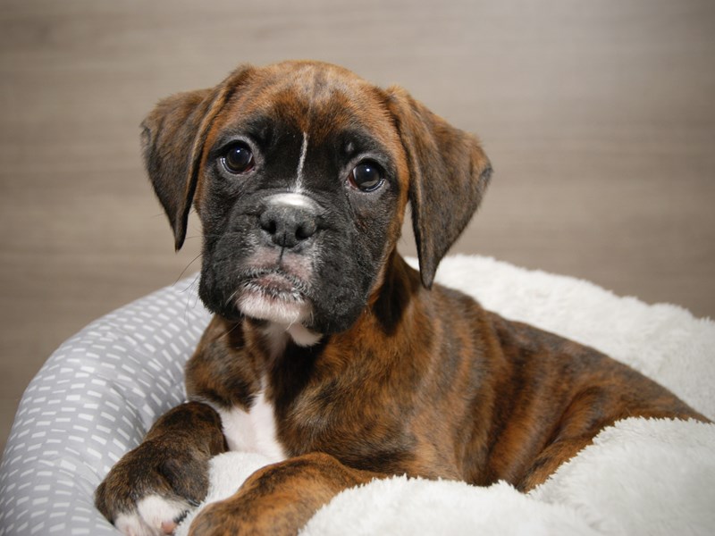 Boxer dog photos
