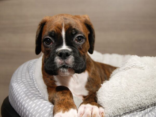 Boxer DOG Male Brindle 17928 Petland Iowa City, Iowa