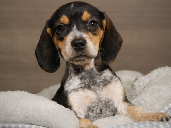 Beagle DOG Female blk tn & wh 17935 Petland Iowa City, Iowa