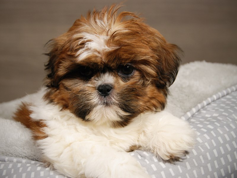 Shih Tzu Dog Female br & wh 17936