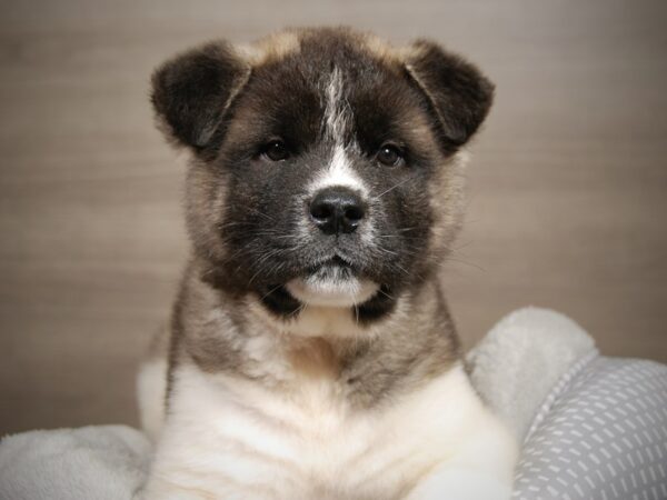 Akita DOG Male Black / White 17938 Petland Iowa City, Iowa