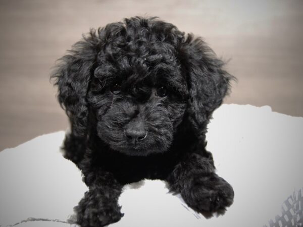 Goldendoodle Mini 2nd Gen DOG Female Black 17939 Petland Iowa City, Iowa