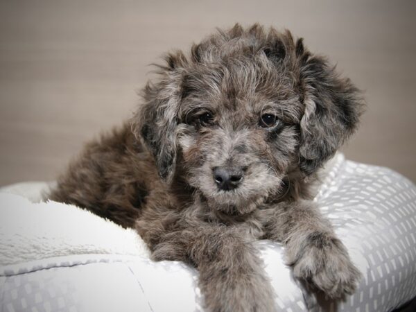 Goldendoodle Mini 2nd Gen DOG Male Blue Merle 17940 Petland Iowa City, Iowa