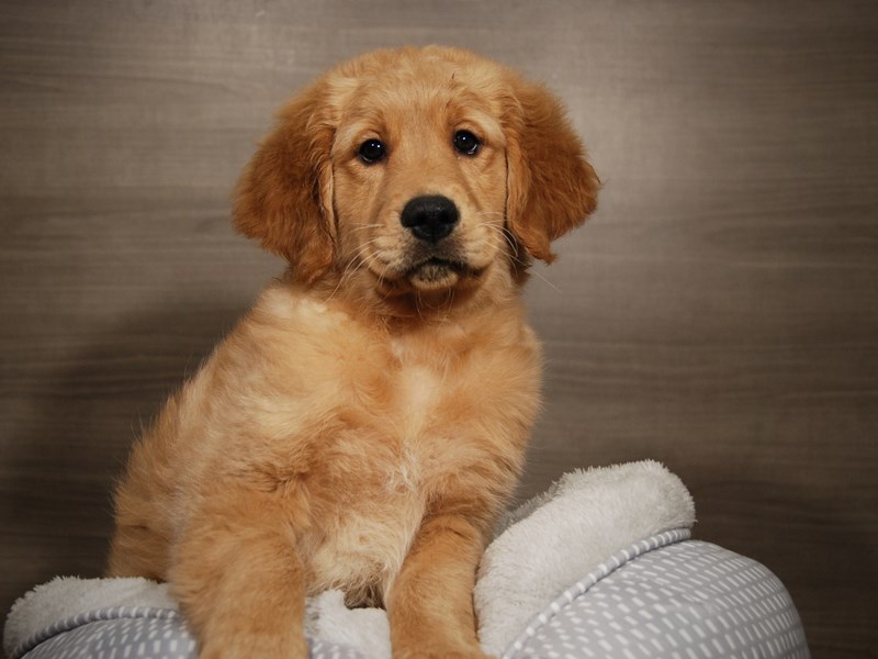 Golden Retriever Dog Female gldn 17941