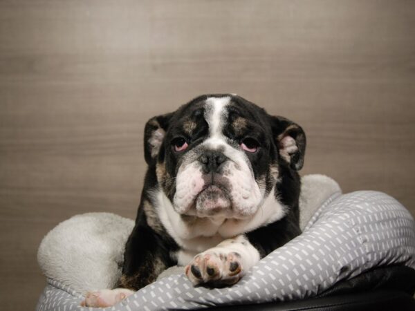 English Bulldog DOG Female Black/White 17849 Petland Iowa City, Iowa