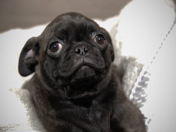 Pug DOG Female Black 17917 Petland Iowa City, Iowa