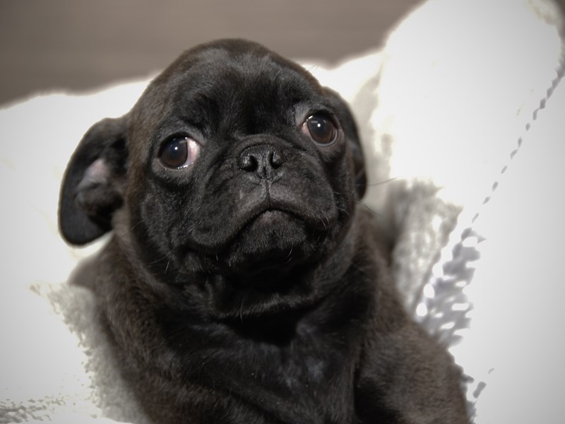 Pug Dog Female Black 17917