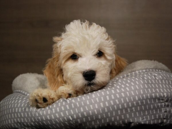 Goldendoodle Mini-DOG-Male-White / Cream-17921-Petland Iowa City, Iowa