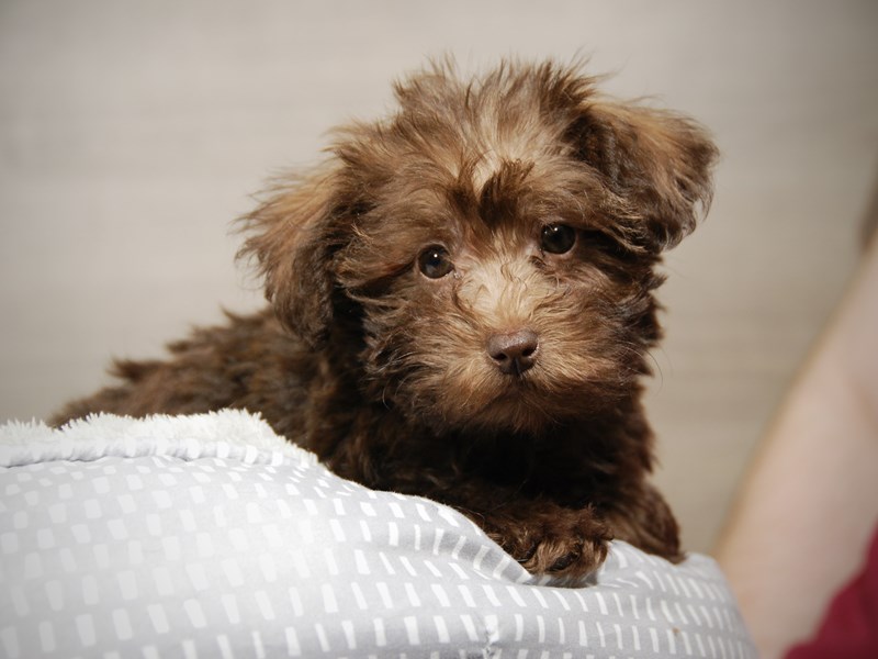 Schnoodle Dog Female Chocolate 17924