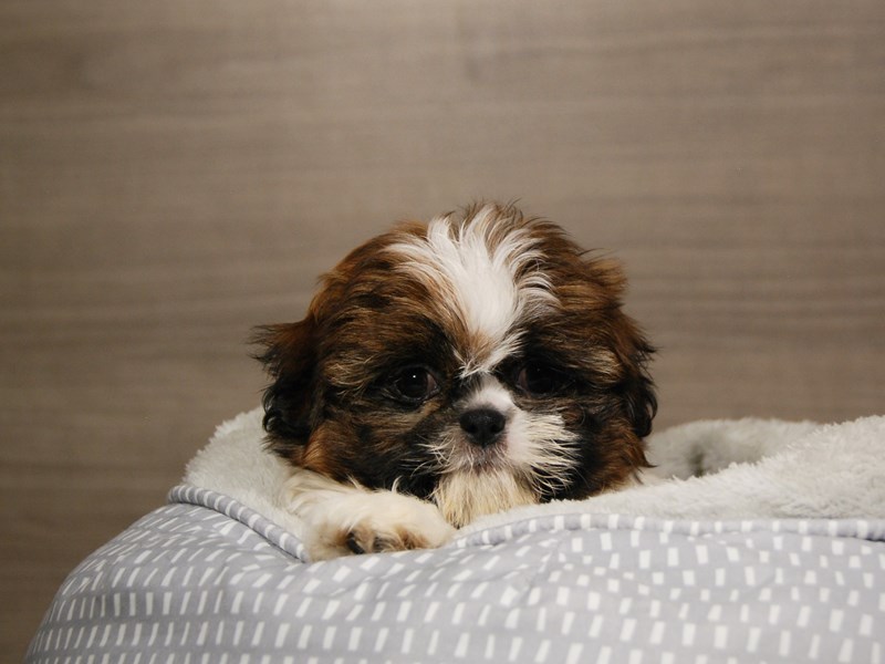 Shih Tzu Dog Female br & wh 17937