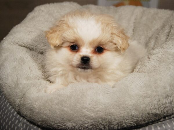 Pekepom-DOG-Male-cr sbl-17942-Petland Iowa City, Iowa