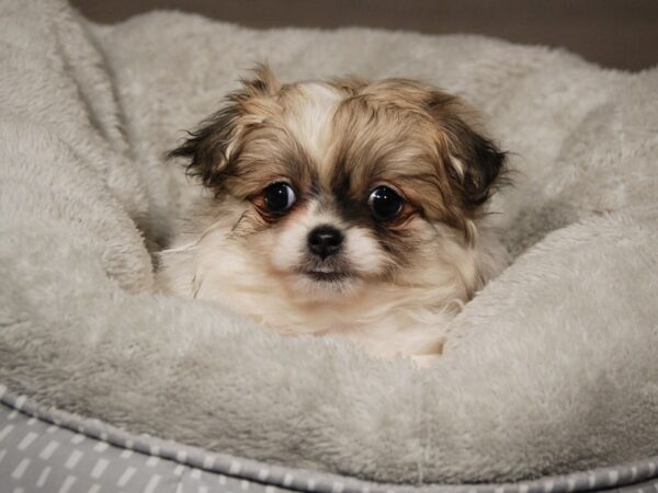 Pekepom-DOG-Female-Sbl & Wht-17943-Petland Iowa City, Iowa