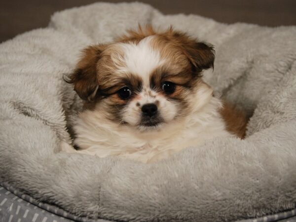 Pekepom-DOG-Female-Sbl & Wht-17944-Petland Iowa City, Iowa