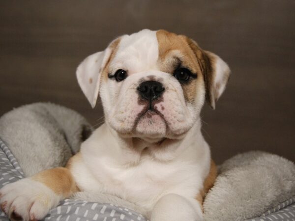 Bulldog/Mini Bulldog-DOG-Male-fn & wh-17945-Petland Iowa City, Iowa