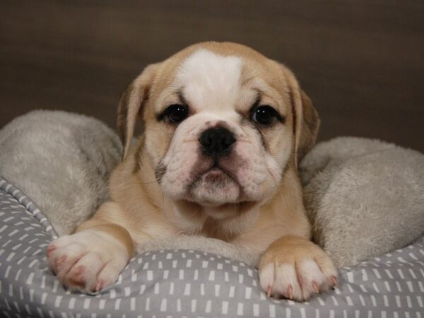 Bulldog/Mini Bulldog-DOG-Female-fn & wh-17946-Petland Iowa City, Iowa