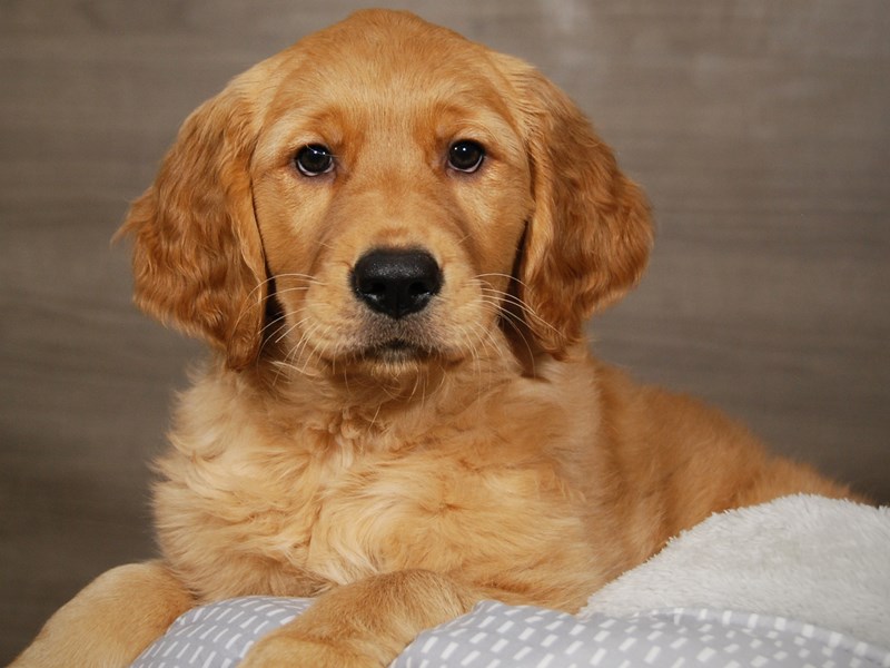Golden Retriever Dog Female gldn 17948