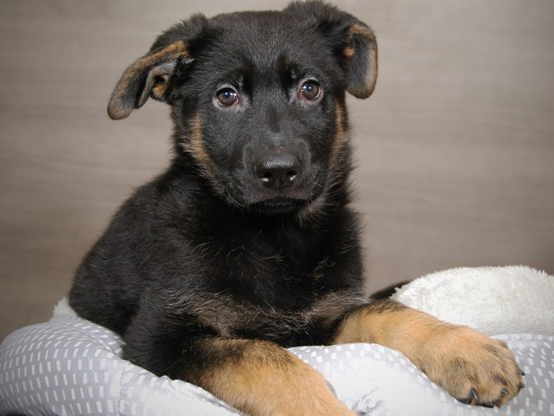German Shepherd Dog Female Blk & Tn 17949