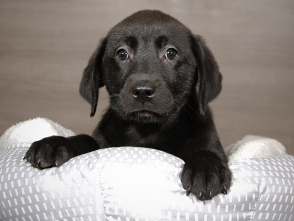 Labrador Retriever DOG Female blk 17950 Petland Iowa City, Iowa