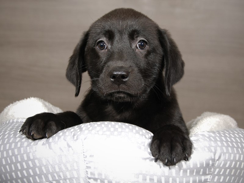 Labrador Retriever Dog Female blk 17950