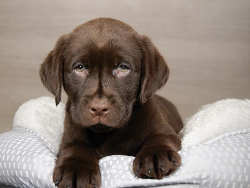 Labrador Retriever Dog Male chlt 17951
