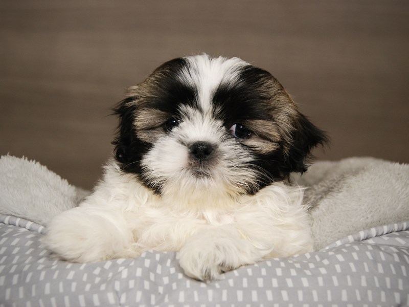 Shih Tzu Dog Male br & wh 17952