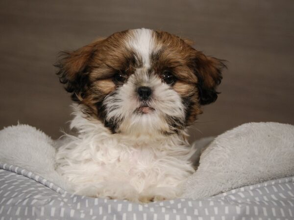 Shih Tzu DOG Male 17953 Petland Iowa City, Iowa