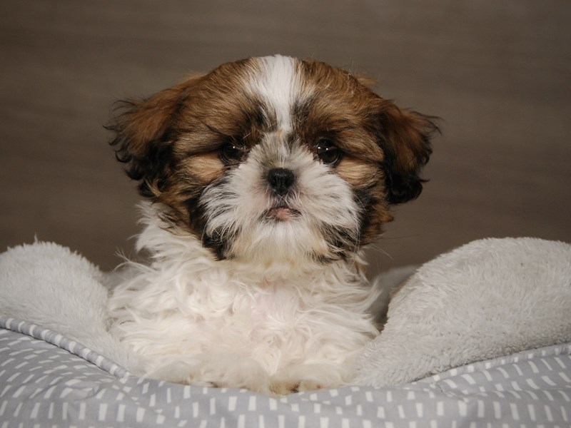 Shih Tzu Dog Male 17953