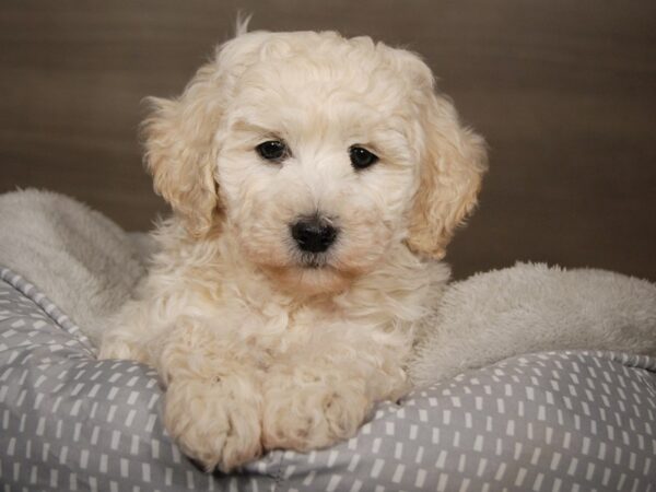 Coton De Tulear/Poodle-DOG-Male--17955-Petland Iowa City, Iowa