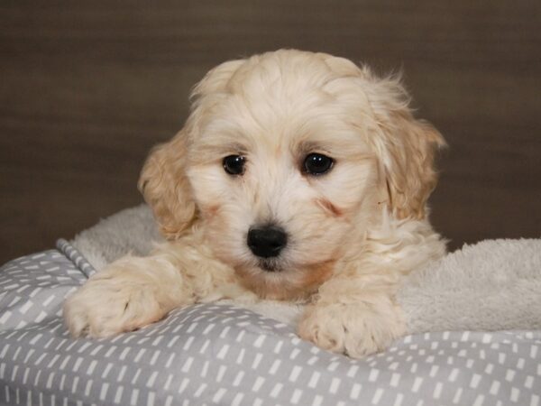 Coton De Tulear/Poodle-DOG-Male--17956-Petland Iowa City, Iowa