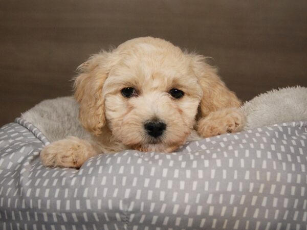 Coton De Tulear/Poodle-DOG-Female--17957-Petland Iowa City, Iowa