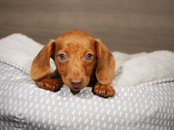 Dachshund DOG Male 17958 Petland Iowa City, Iowa